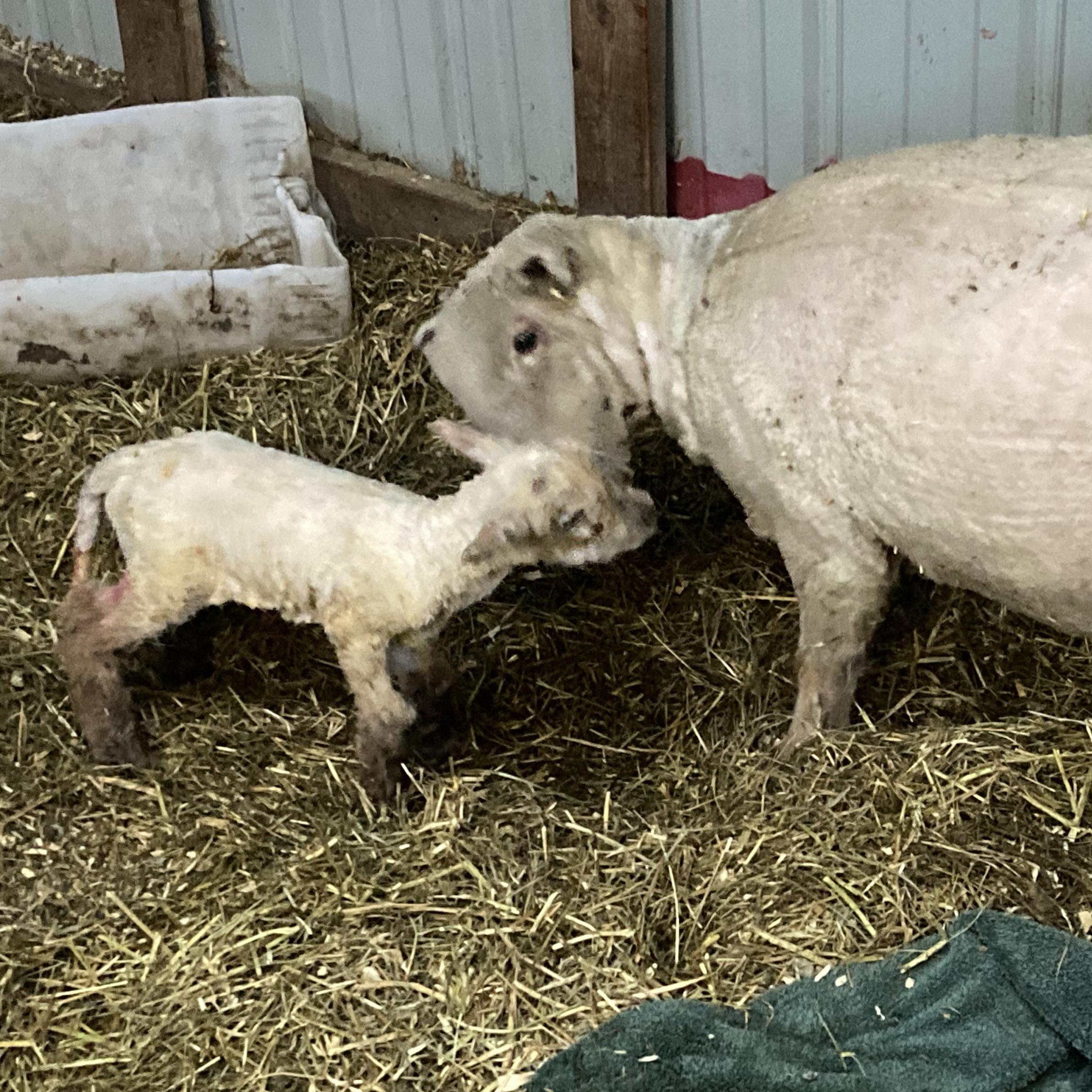 2023 Babydoll Lambs | Prairie Plum Farm